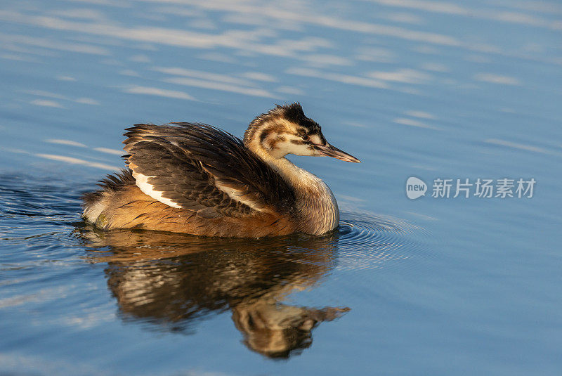 会游泳的幼大凤头greus (Podiceps cristatus)